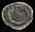 / Inch Dactylioceras Ammonite In Concretion #2094-1